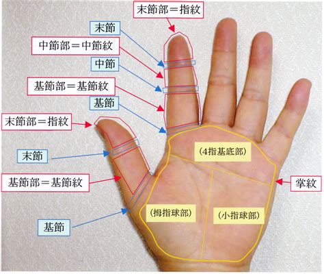 拇指橫紋